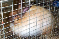 image of angora