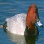 image of bird