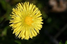 image of flower