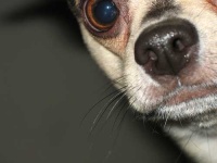 image of chihuahua