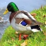 image of bird