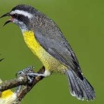 image of bird