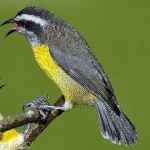 image of bananaquit #16