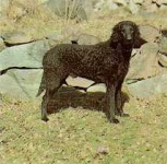 image of curly_coated_retriever