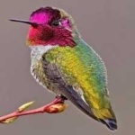 image of bird