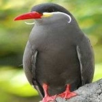 image of bird