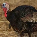 image of bird