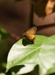image of ringlet