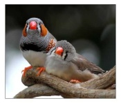 image of finch