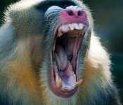 image of animal