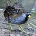 image of bird