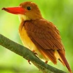 image of bird