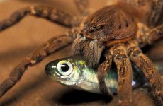 image of animal