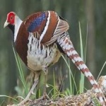 image of bird