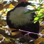 image of bird