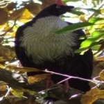 image of horned_guan #20