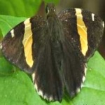 image of banded_butterfly #169