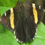 image of animal
