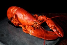 image of animal