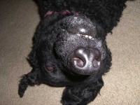 image of curly_coated_retriever