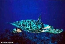 image of hawksbill