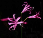 image of flower