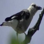 image of bird
