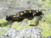image of european_fire_salamander