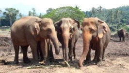 image of animal