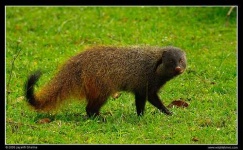 image of mongoose #22