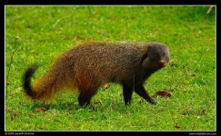 image of mongoose