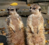 image of meerkat