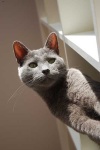image of russian_blue #33