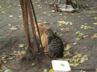 image of tiger_cat