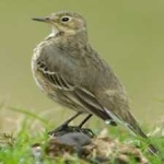 image of american_pipit #1