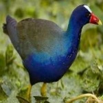 image of bird