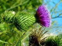 image of cardoon