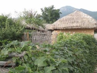 image of thatch