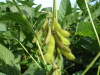 image of beans #11