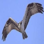 image of bird