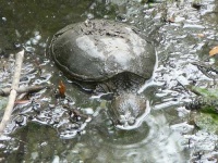 image of mud_turtle
