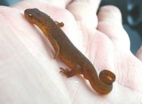image of eft