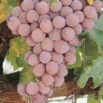 image of grapes