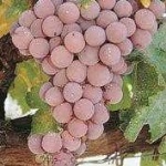 image of grapes #0