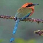 image of bird