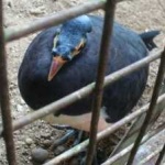 image of bird