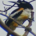 image of bird