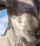image of animal