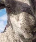 image of sheep_face #7