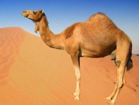 image of animal